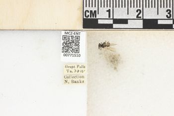 Media type: image;   Entomology 771510 Aspect: Labels